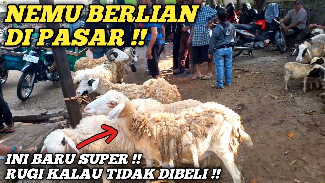 RUGI ❗❗ KALAU KETEMU DOMBA BABONAN SEPERTI INI, RUGI KALAU TIDAK DIBELI ! #pasar muntilan, magelang