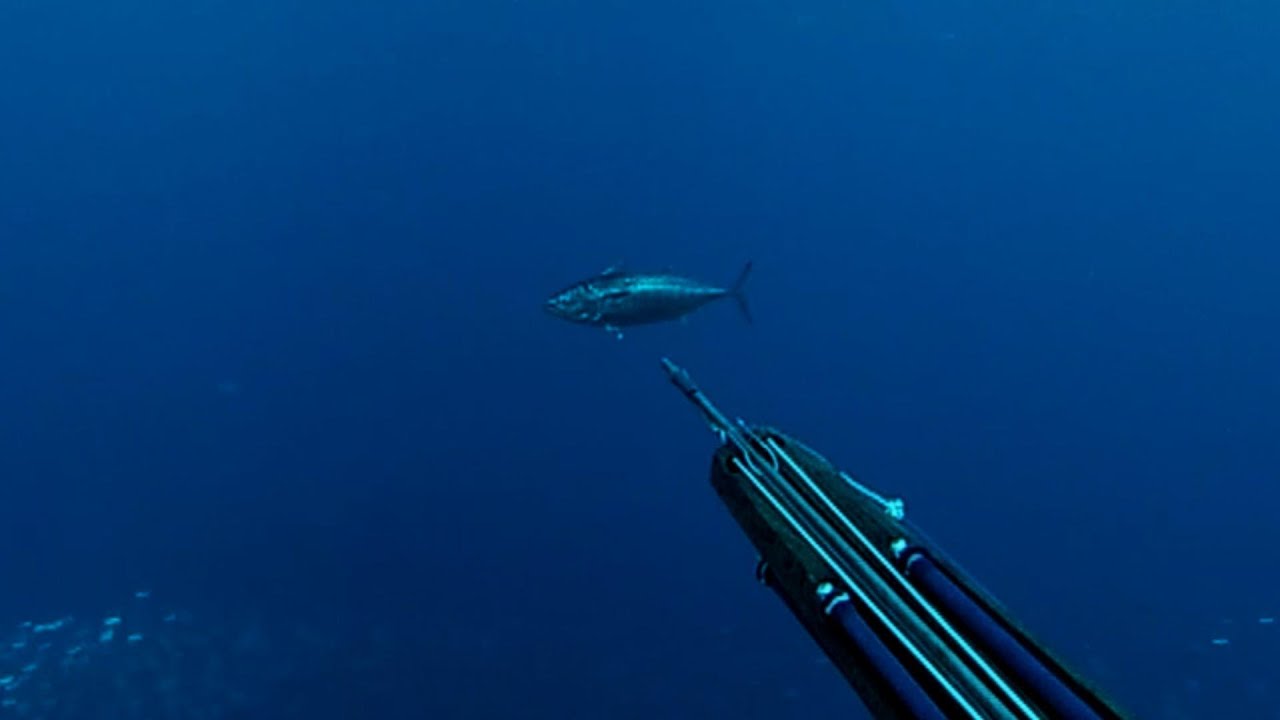 Chasse aux pélagiques dans les calanques : bonites (thonines/pélamides), limons/sérioles, etc.