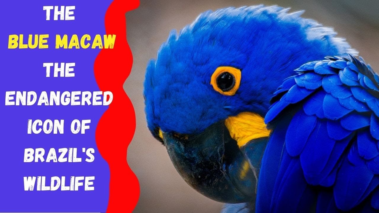 THE BLUE MACAW |The Endangered Icon Of Brazil's Wildlife