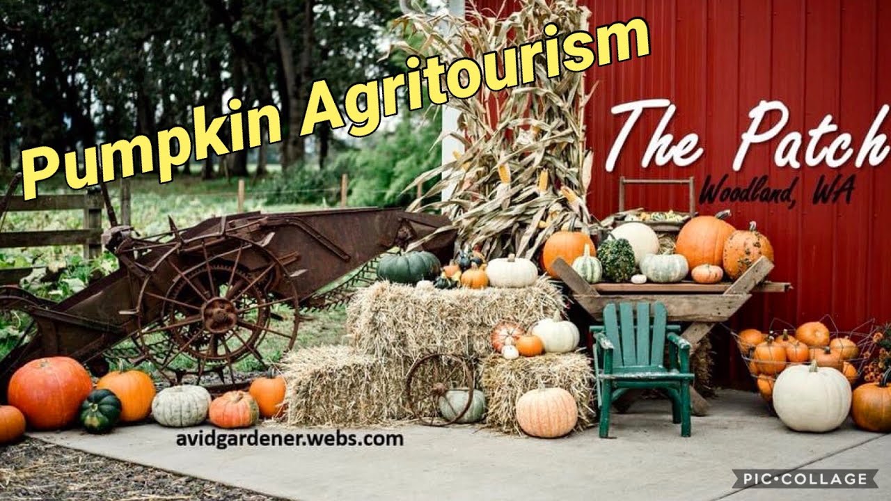 The Patch: Setting up and running a successful pumpkin patch for agritourism, overview