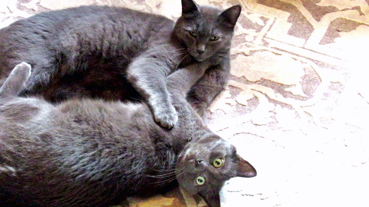 The Kits Cats Are At It Again!