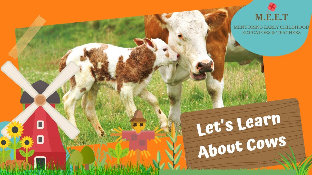 Let's Learn About Cows! preschool learning videos for kids | cow video for kids | cow sounds