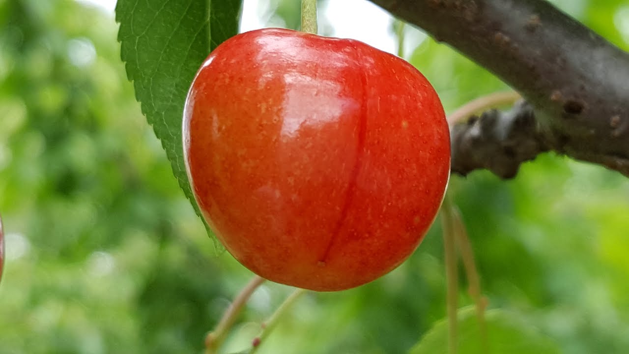 CIRES 9 soiuri de cires populare pe care le puteti planta in gradina Livada Bio