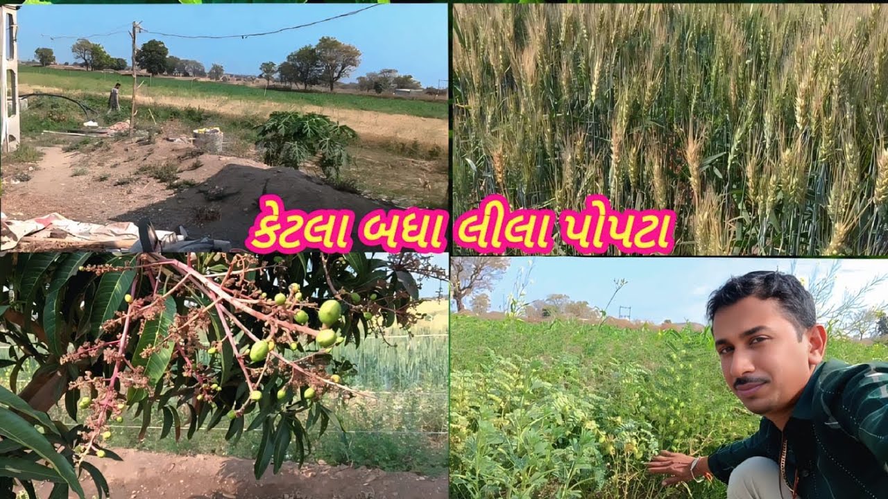 સણા કેટલો બધો ફાલ આવ્યો 🙄નાની કેરી આવી ||લીલાસામ પોક