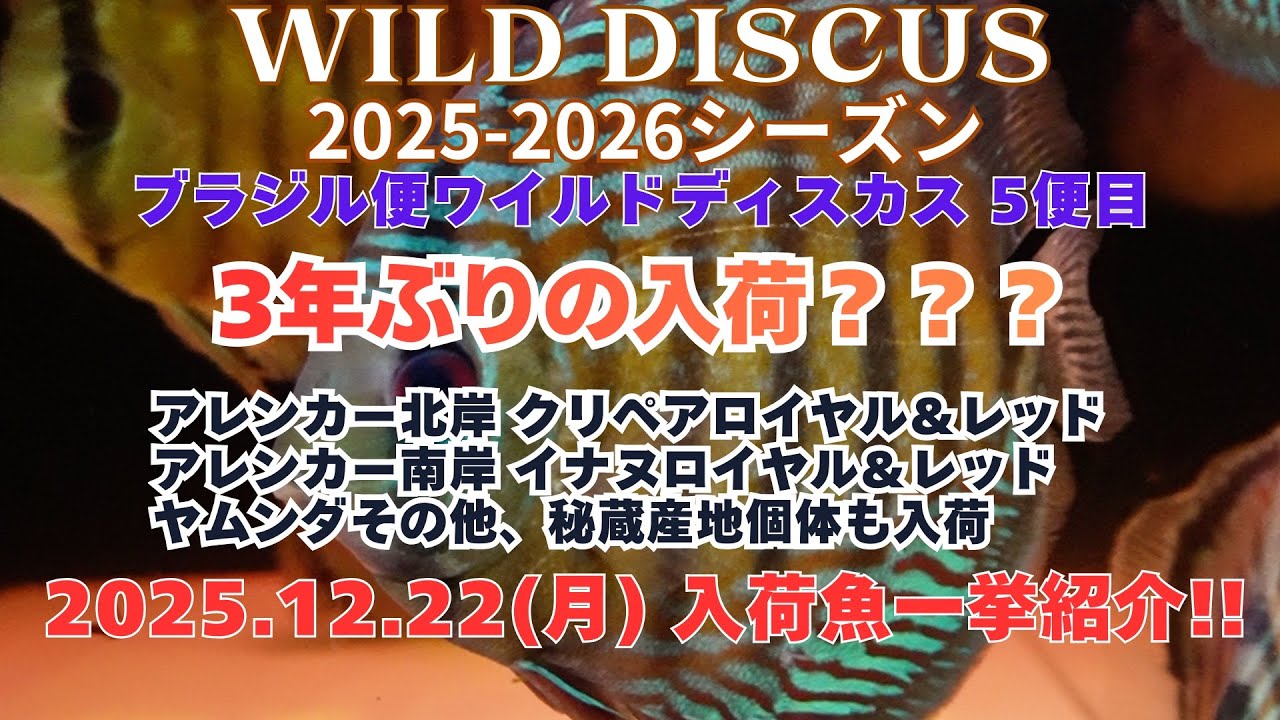 ワイルドディスカス アレンカー北岸クリペアロイヤル＆レッド アレンカー南岸 イナヌロイヤル＆レッド ヤムンダなど入荷魚一挙紹介！！