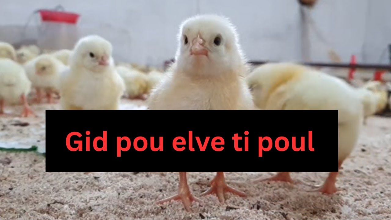Pa Pèdi Okenn Ti Poul! Gid Swen Pou Premye 2 Semèn Yo