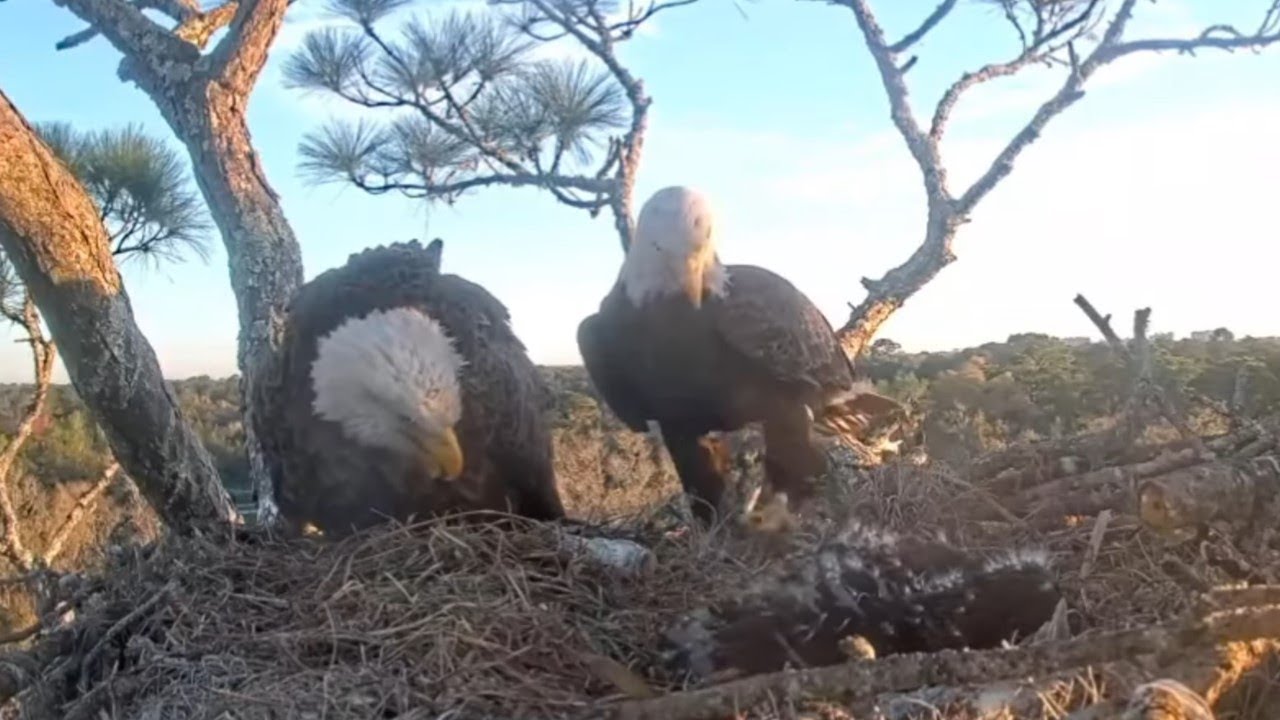 bird lovers  Live Stream