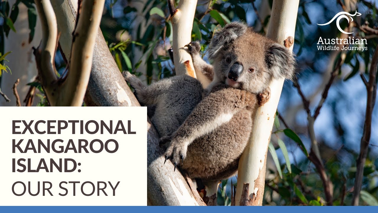 Our Story: Exceptional Kangaroo Island | Australian Wildlife Journeys