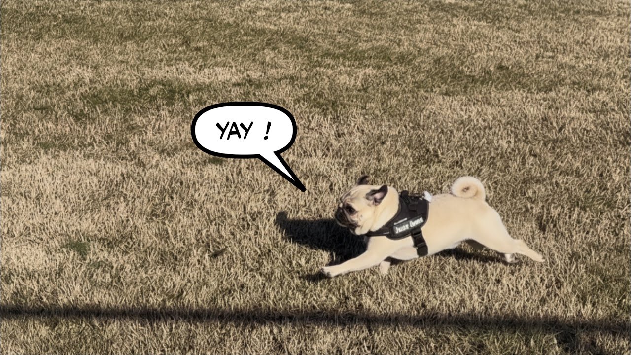 PUG RUN PUG