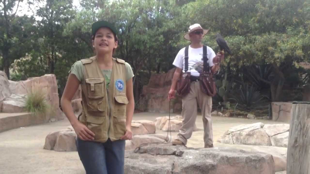 Exhibición de Aves Rapaces en el Zoológico San Juan de Aragon D.F (Completo HD 1080p)