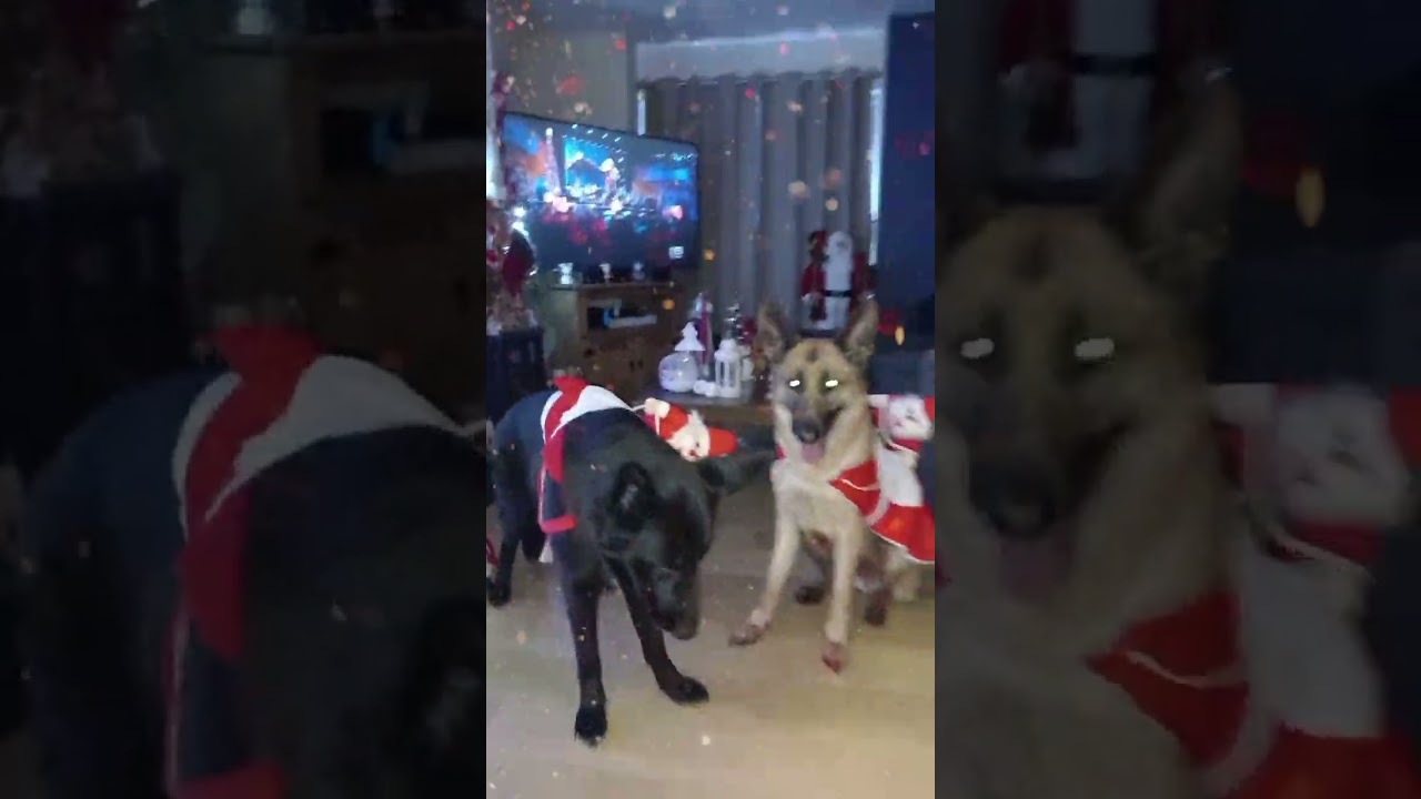 The Girls excited for Christmas 🎄