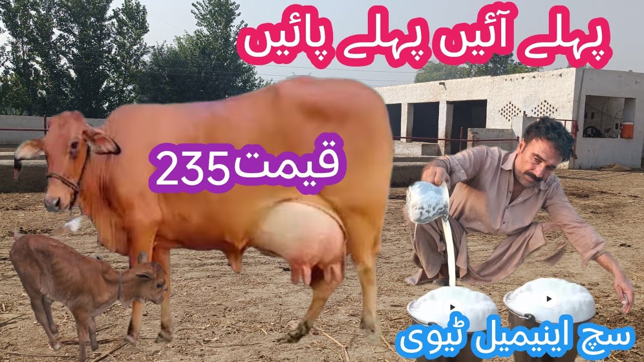 03466152628| Sahiwal cow | sahiwal cross cow | sahiwal gay | sahiwal jersey cross | 