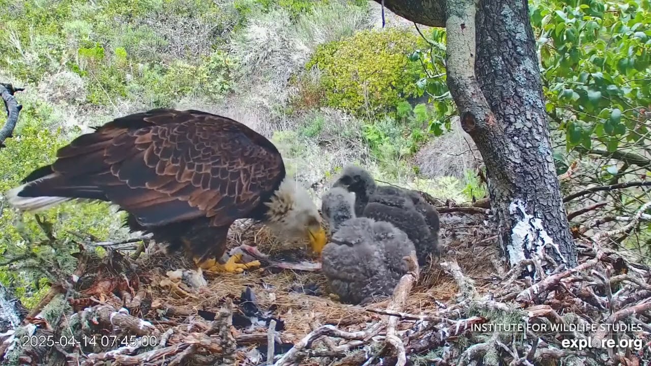 Fraser Point Bald Eagle Cam: 2025.04.14