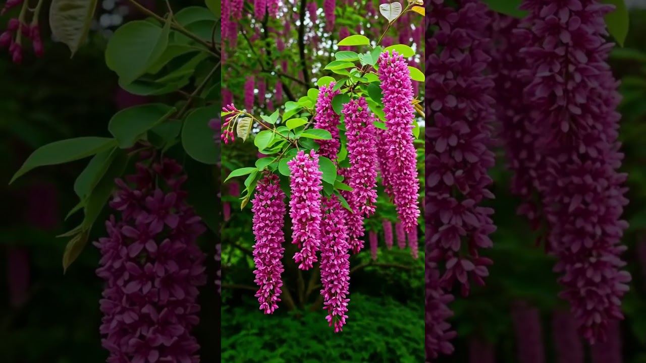 a long-blooming tree, it's hard to top crape myrtle  