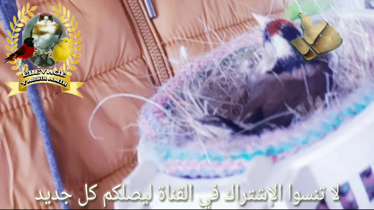 أهم الخطوات لتسهيل عملية إنتاج الحسون في القفص