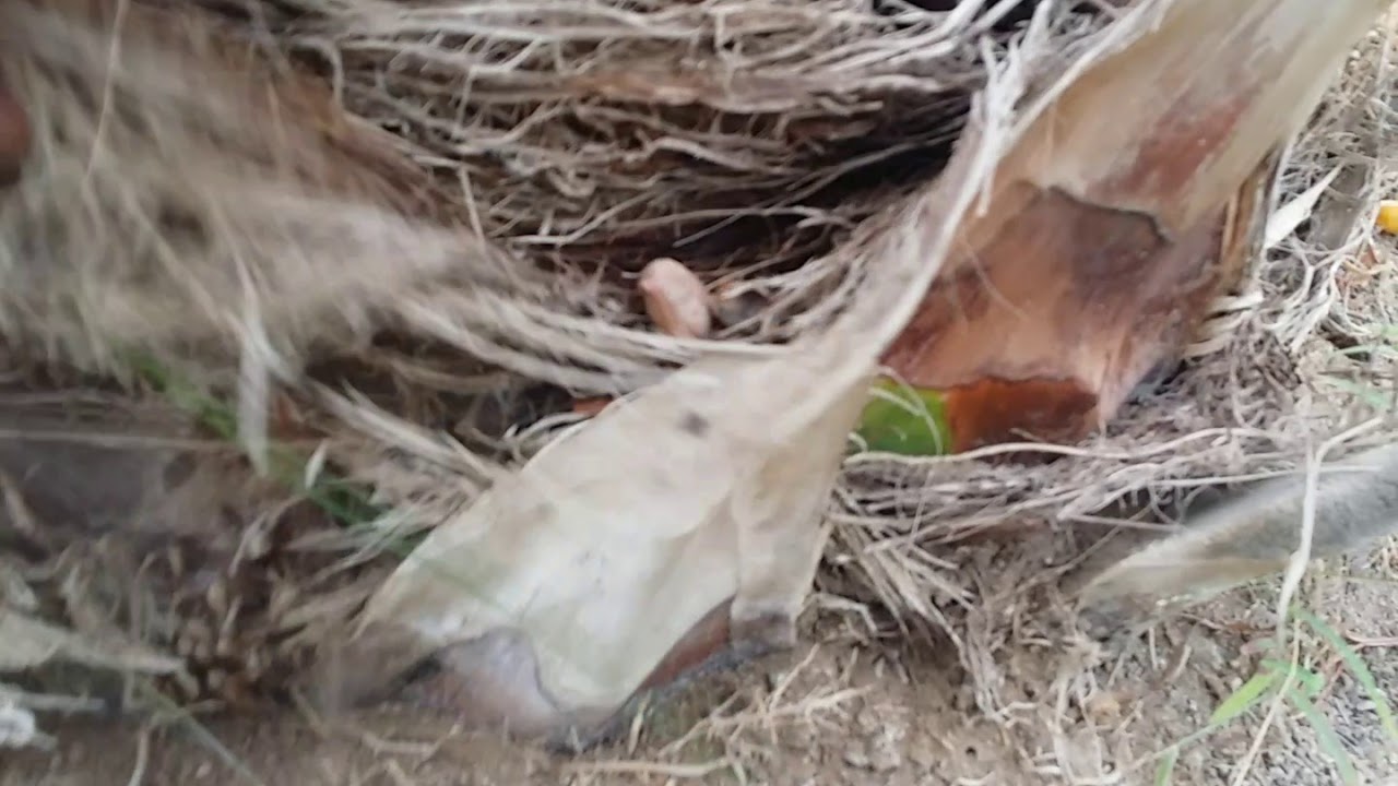الكشف عن سوسة النخيل مع جمال الامير
