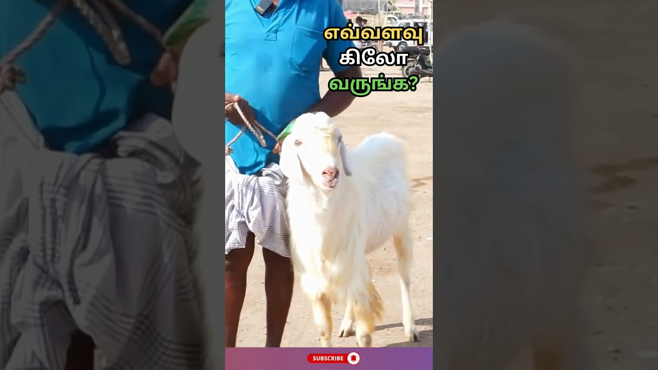 Top buck (கிடா) spotted in kunnathur market #shorts #shortsfeed #cattlemarket #tamil #kunnathur