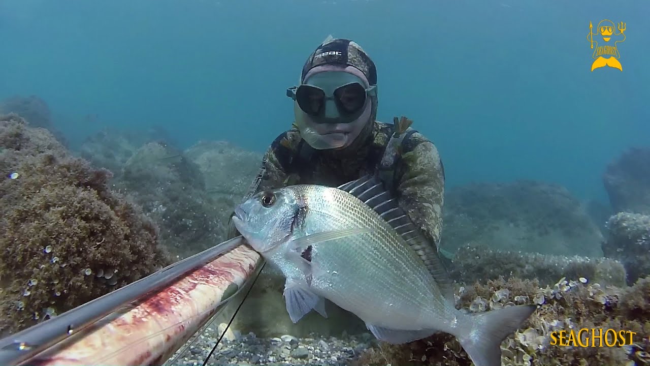 Pesca Sub: Orata a fine pescata.