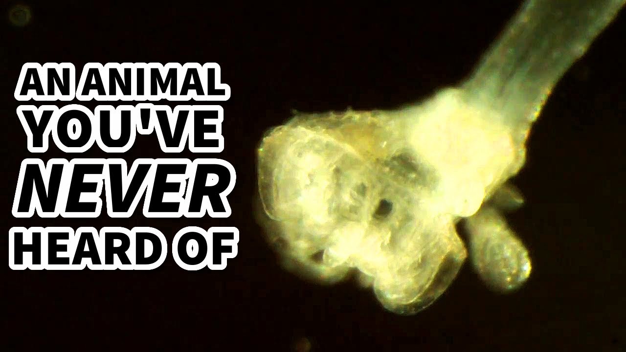 Entoprocta Facts: an ANIMAL You've NEVER HEARD OF | Animal Fact FIles
