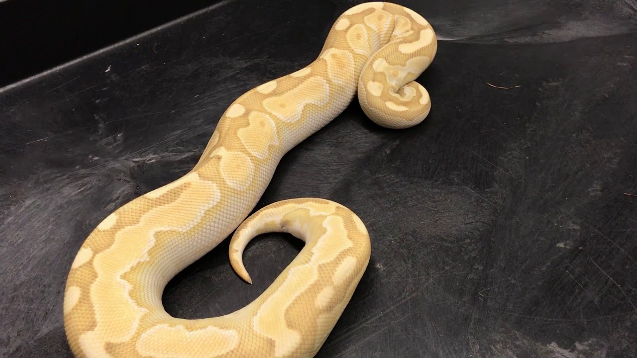 Ball Python Morphs #13  Hypos Ghosts-  another underrated moprh!