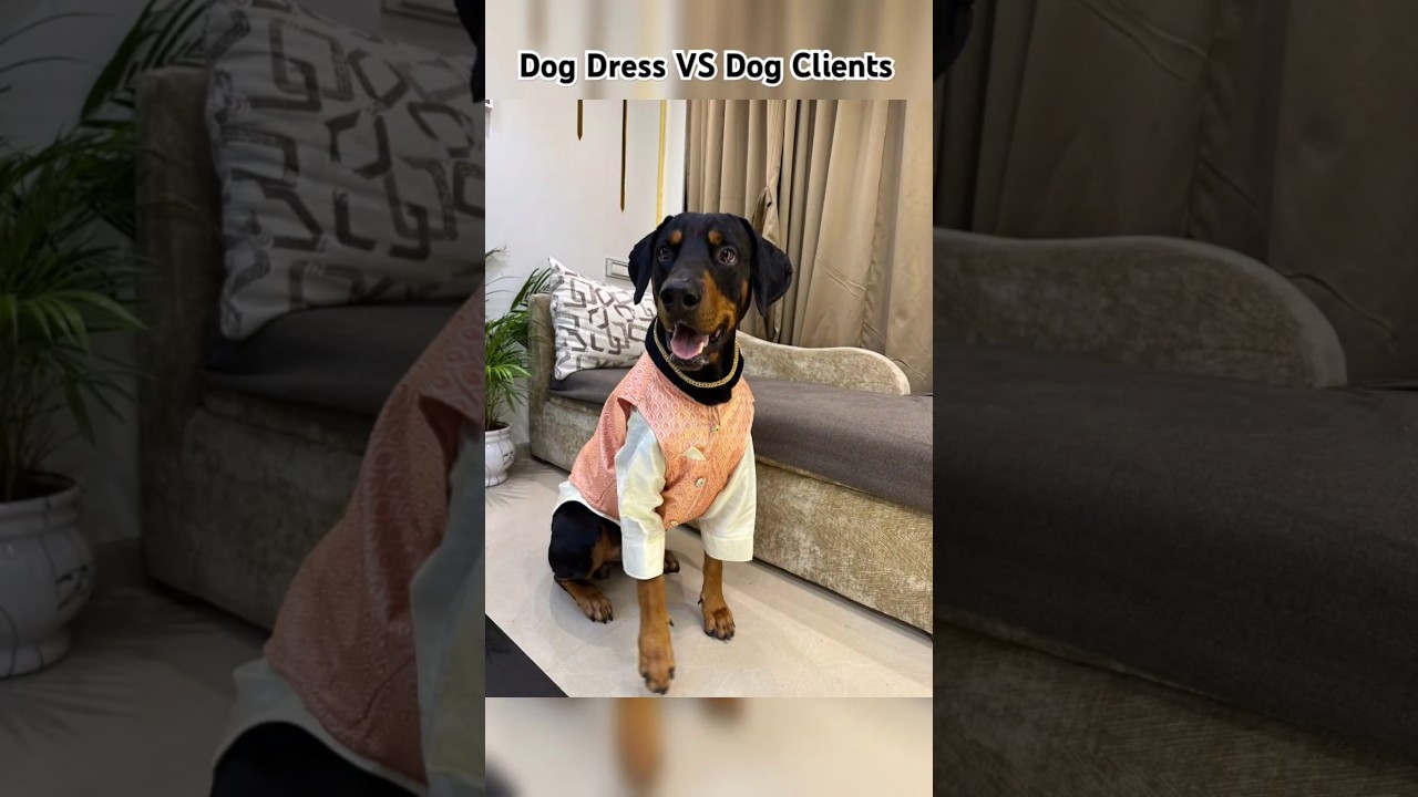 Dog Dress vs. Dog Clients😍#dogfashion#dogclothes#yt#dogclothing#pets#dogapparel#dogdress#shorts#dogs
