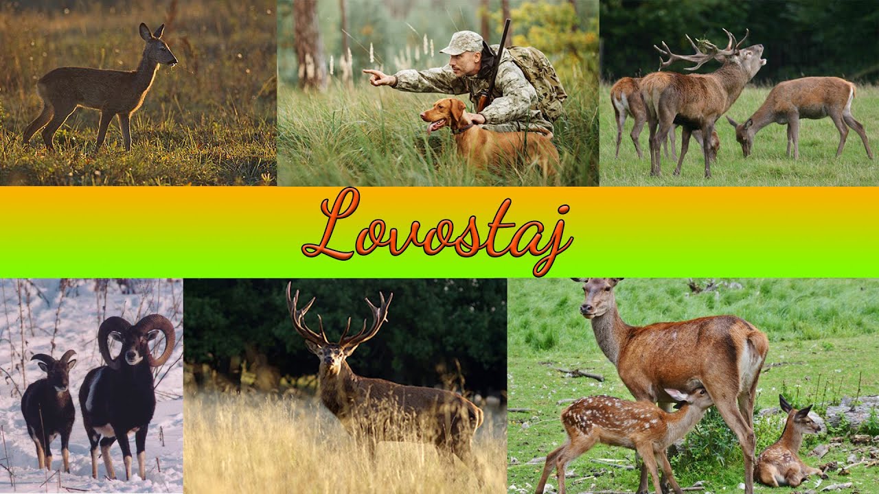Lovostaj