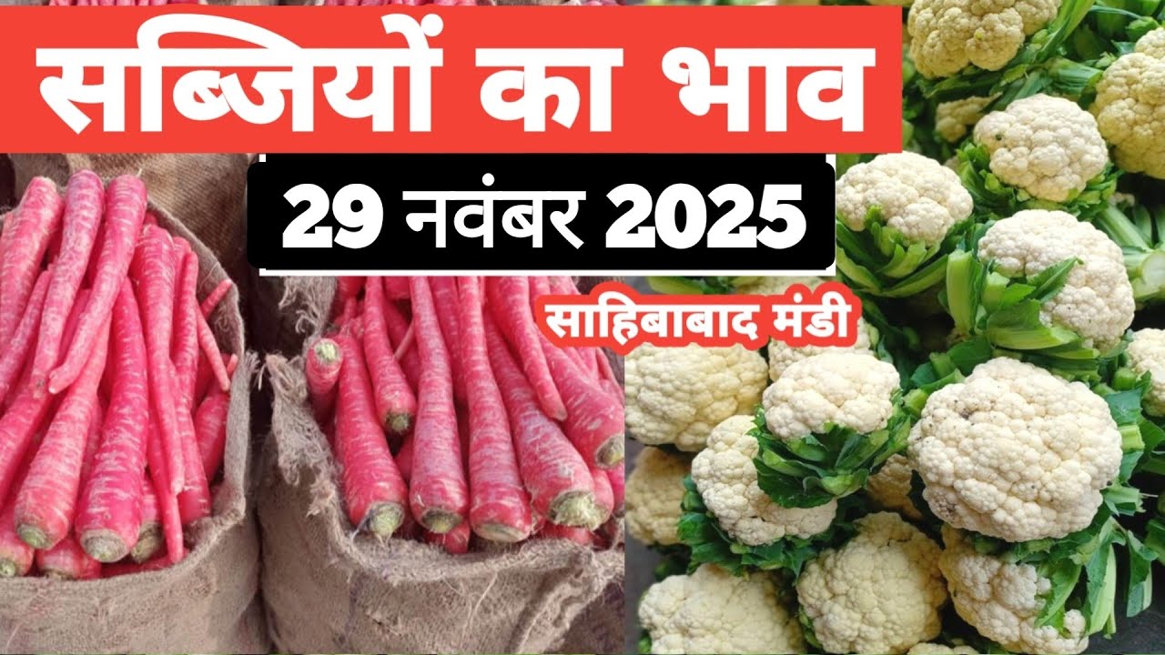 29 November 2025 🫑🥒🥦सब्जियों के भाव साहिबाबाद मंडी | today vegitables ratse #vegetablerates #sabji