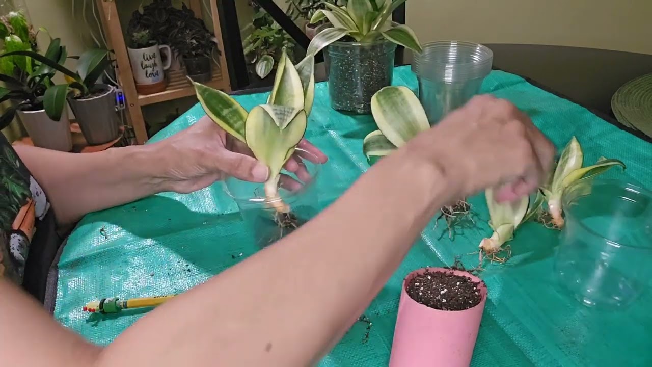 Dividing Snake Plant Pups 