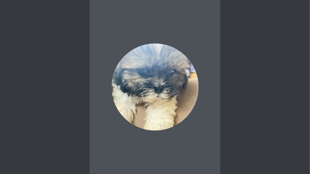 Loki 1 night in cage!#dog #puppy #shitzu_lover #pets #shihtzu #animalshorts #animals #viral #youtube