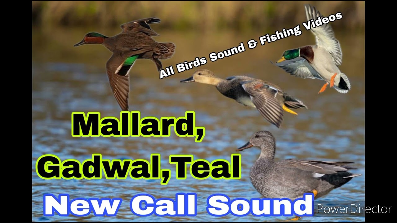 مرغابی کا بہترین آواز شکار کے لئے duck hunting for best sound 