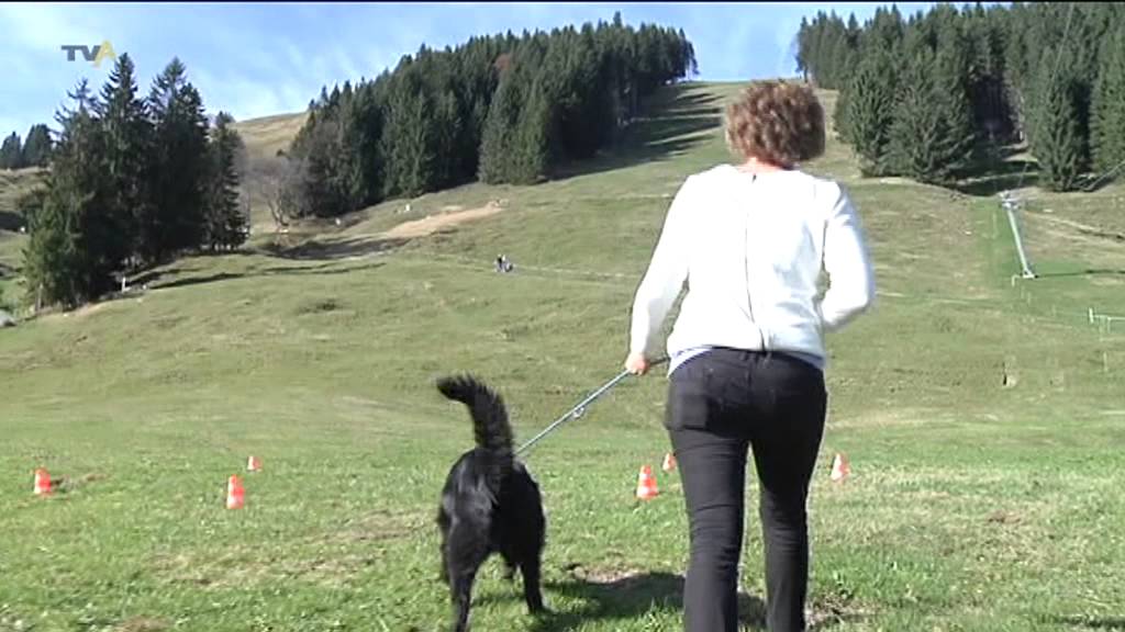 Auf den Hund gekommen: Was BWL-Studenten von Rettungshunden lernen k&ouml;nnen