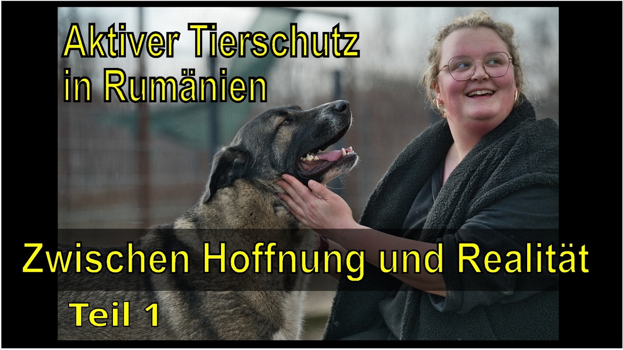 Hinter den Kulissen eines rumänischen Tierheims
