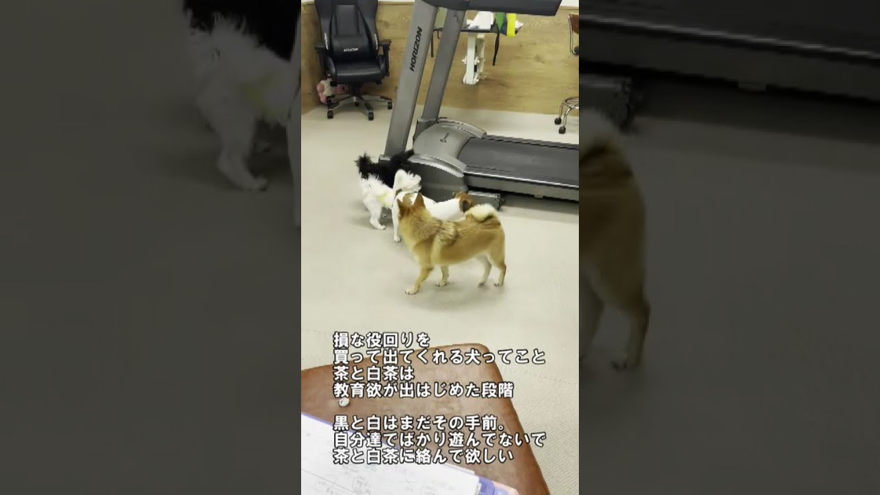 犬の遊びのレベル差　＃short