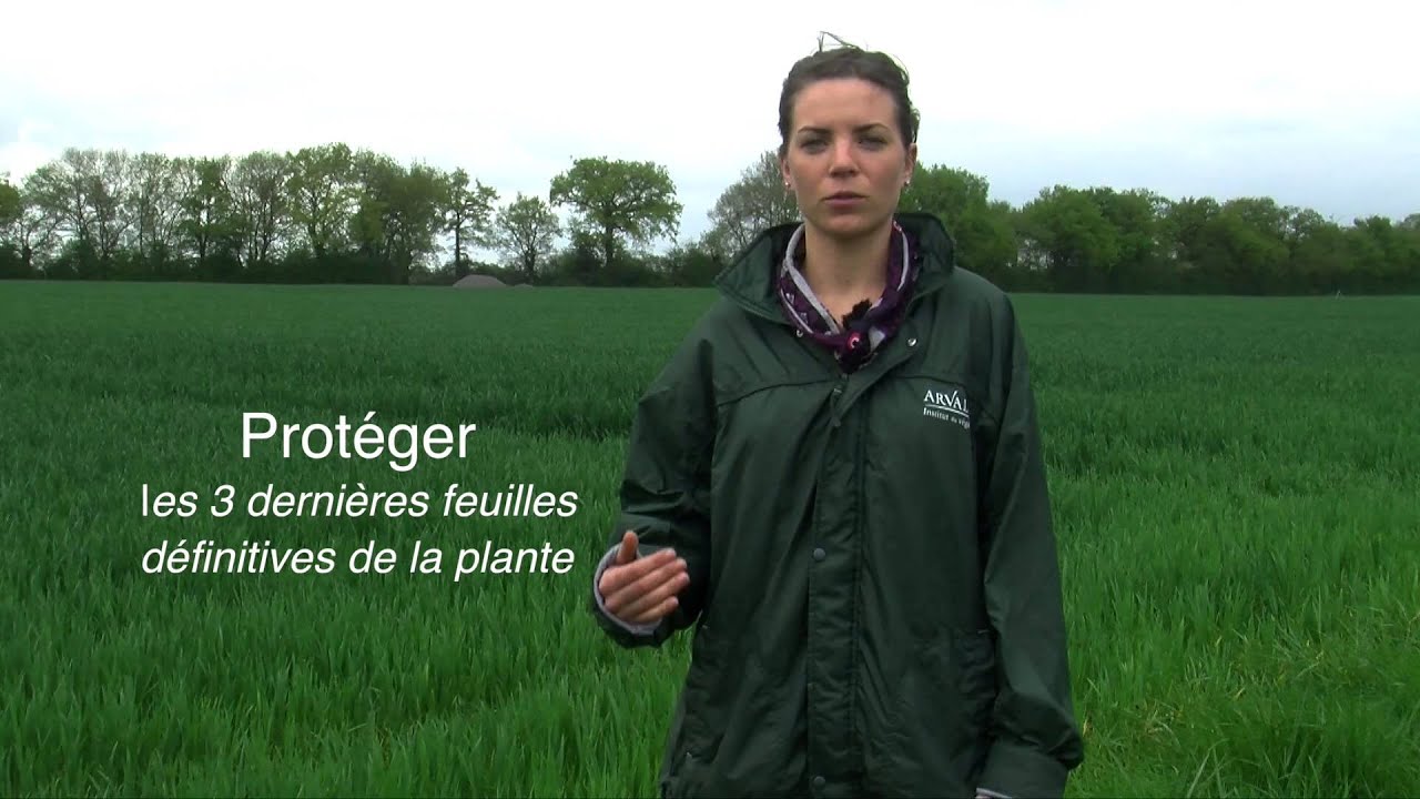 Septoriose du blé : observer pour décider d’une intervention - ARVALIS-infos.fr