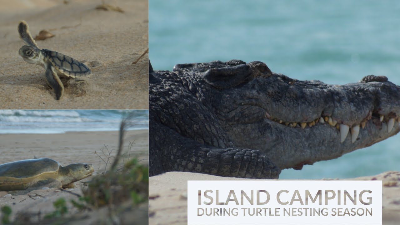 5 DAYS ON A REMOTE ISLAND - Nesting turtles and HUGE Crocodiles