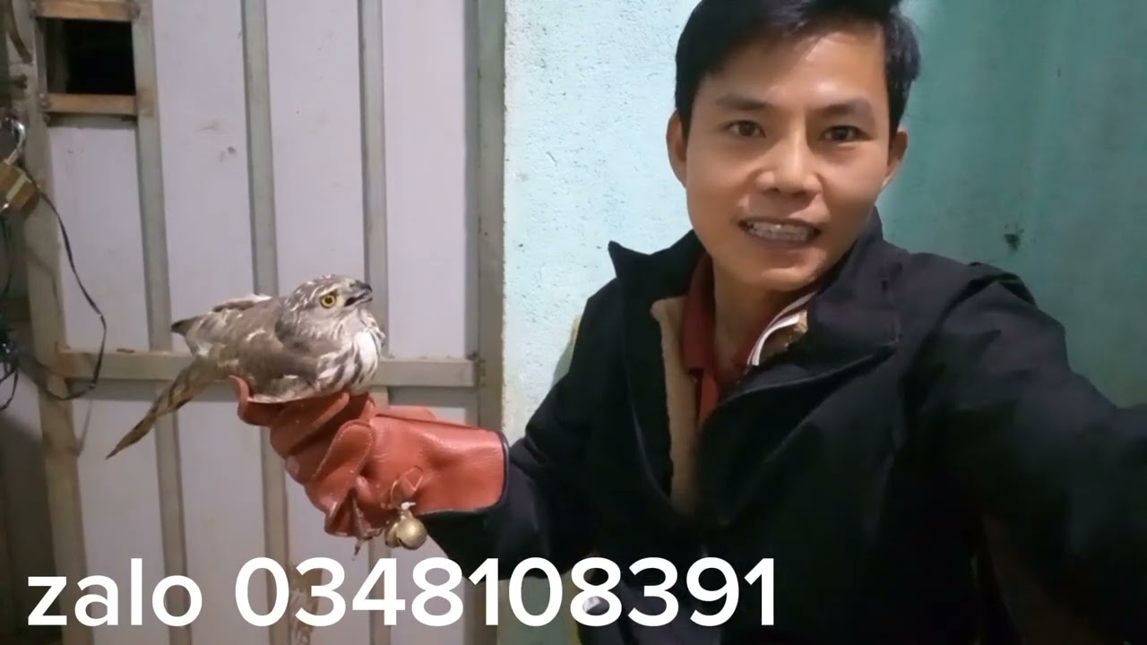 Chim săn mồi giá rẻ shikra và diều ấn