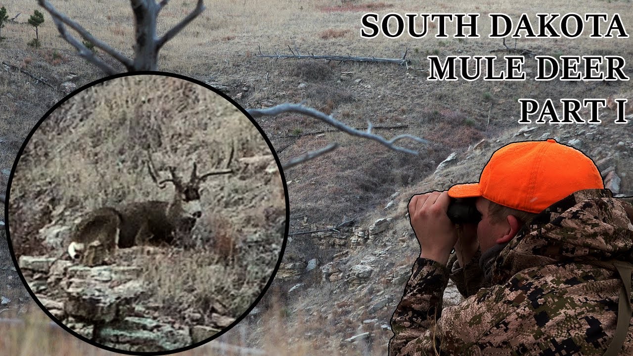 2024 South Dakota Mule Deer (Part I “The Widest Buck We’ve Ever Seen!”)