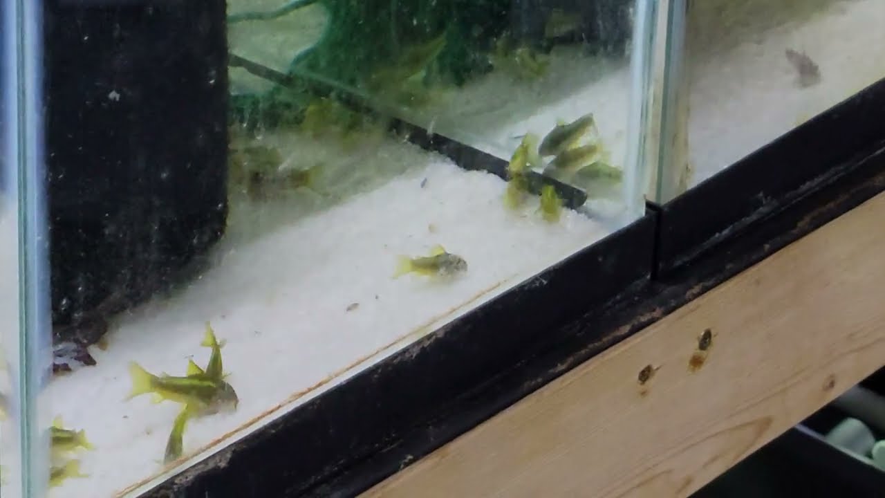 corydoras cw009 (green lasers)