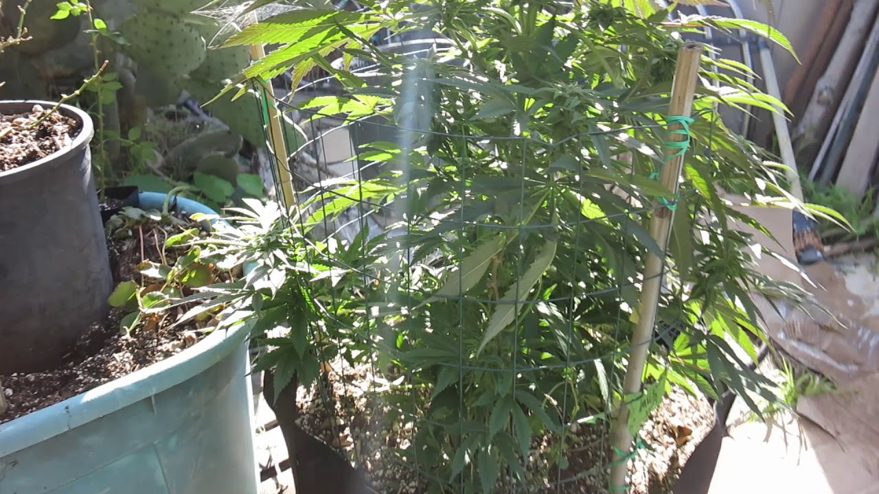 MICKEY DORA , HASHPIRIN & MAC HARDE AT THE BIGKUSH SEVEN LEAF GENETICS  LAT 33 COASTAL