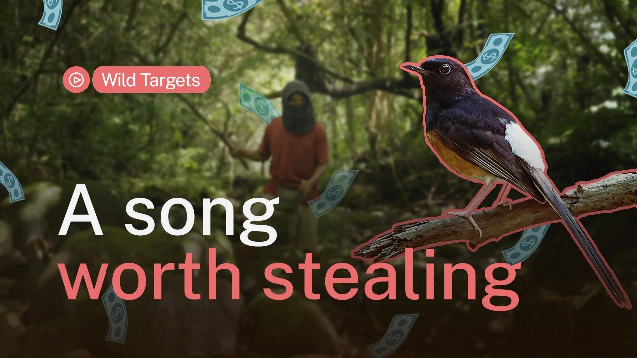 How songbird contests are emptying Indonesia’s forests | Wild Targets