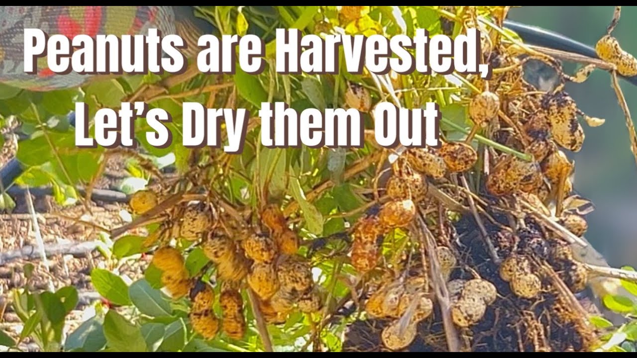 Peanuts are Harvested, Let’s Dry them Out