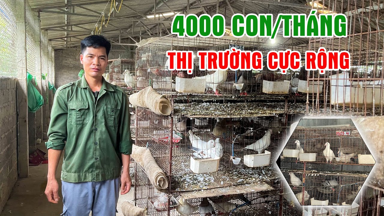 Muốn Lương 15 Triệu/Tháng? Học Cách Nuôi Bồ Câu Pháp Từ Chuyên Gia | LamNongTV