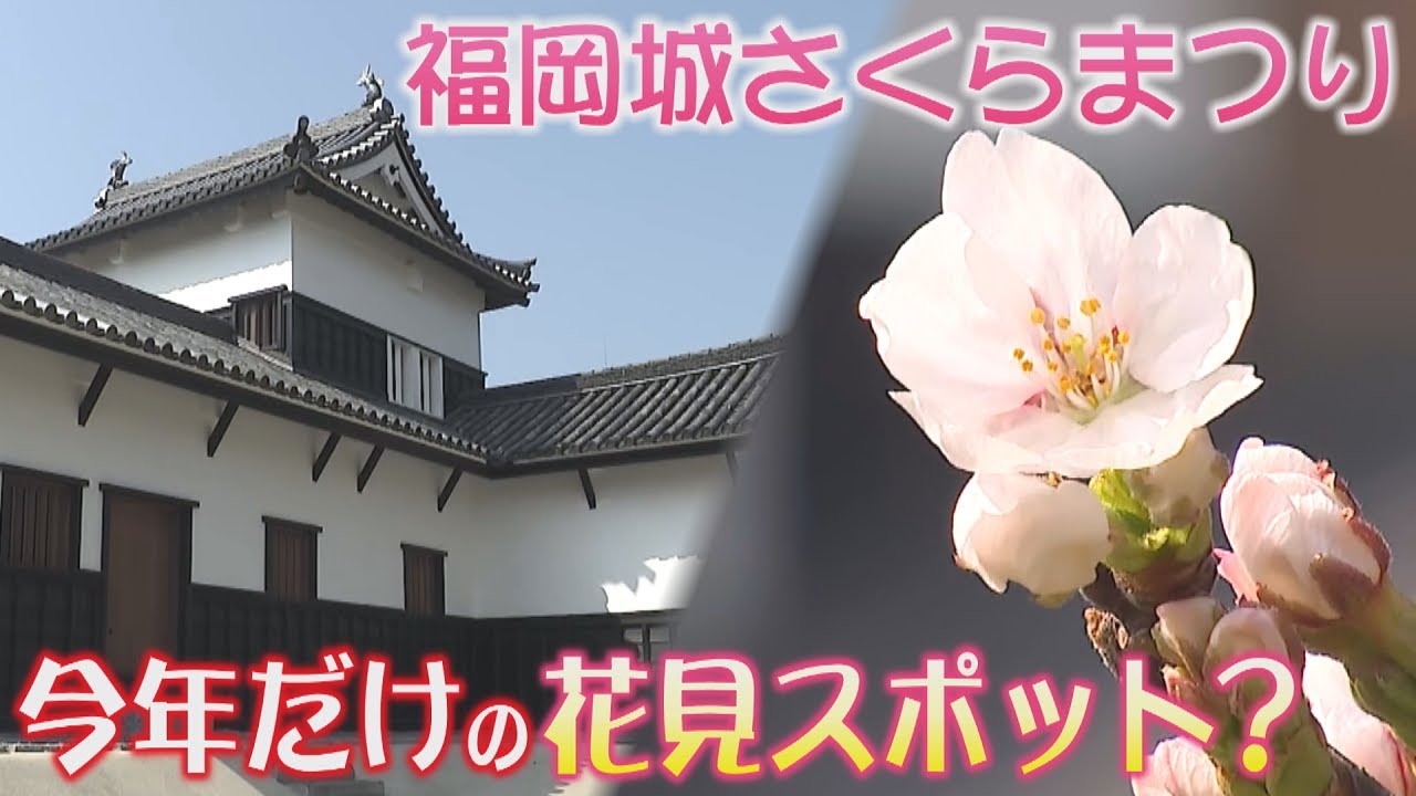 福岡城さくらまつり始まる　舞鶴公園で約1000本の桜が咲き誇る　今年の目玉は復元された潮見櫓