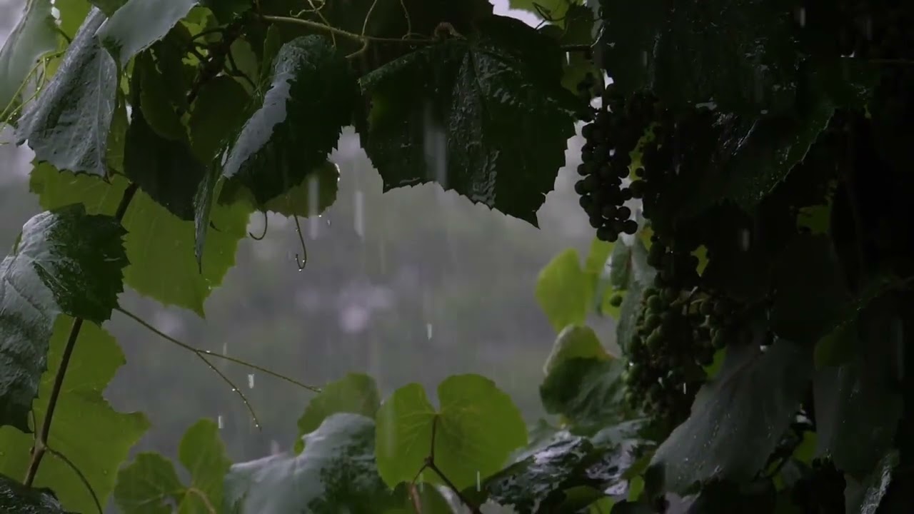 1 Hour of Gentle Rain Sounds for Deep Sleep & Relaxation 🧘🏻