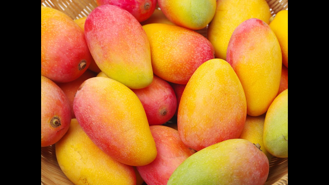 How the Very First Mango Arrived in China | Tasmin Little