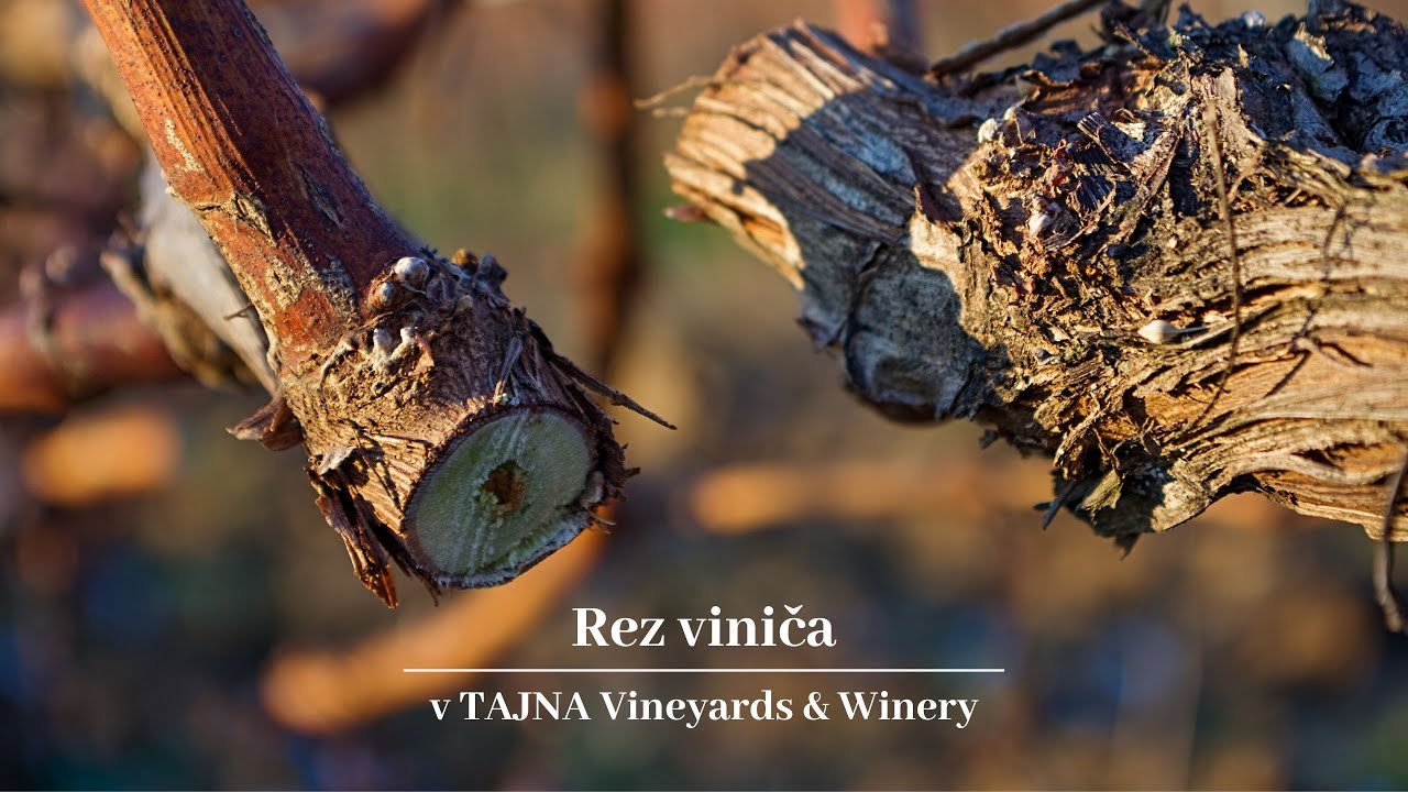 Rez viniča v TAJNA Vineyards & Winery