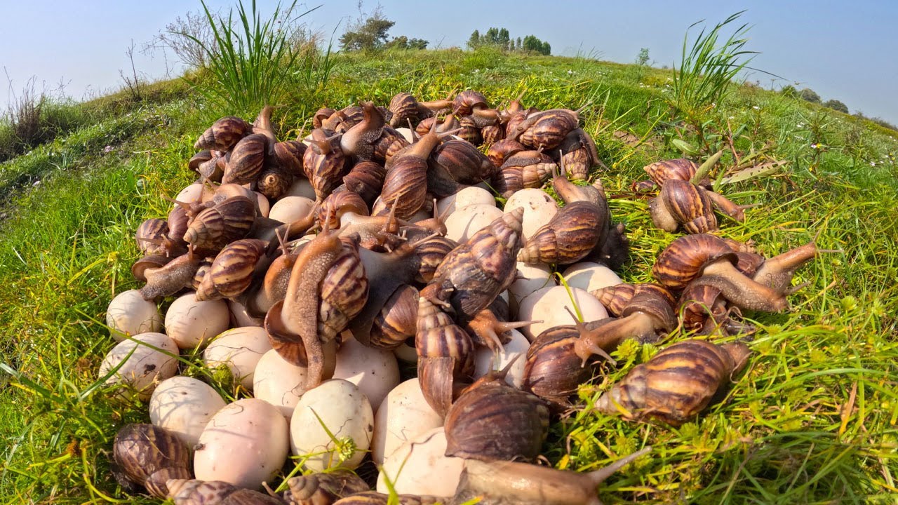 Harvesting Giant Land Snails and Wild Eggs in the Countryside