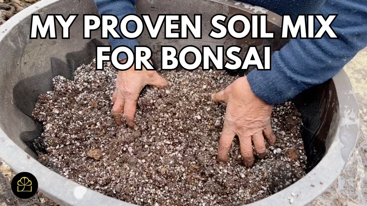 Моя проверенная почвенная смесь для бонсай | Bonsai Heirloom