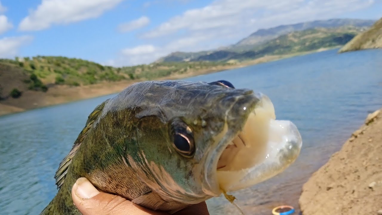 fishing sounder 🎏🐟🦈صيد السمك صوندر