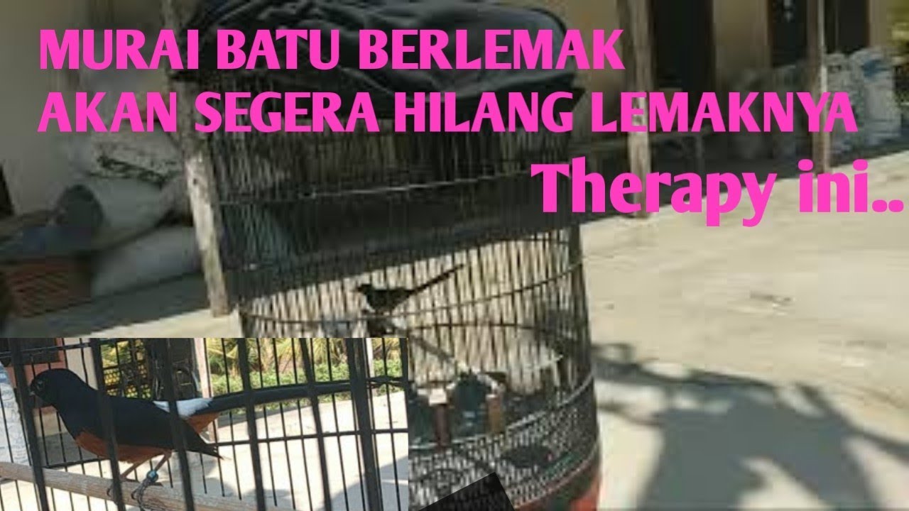 BURUNG MURAI BATU BERLEMAK
Segera hilang dengan cara ini...